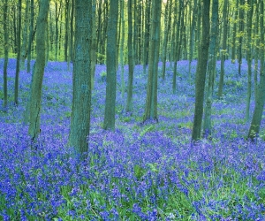 trees_flowers_forest_bluebell__960x800_wallpaperfo.com